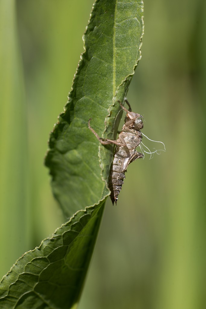 Libellula depressa Platbuik libellen libel insect insecten juffers juffer odonata anisoptera zygoptera waterjuffers fauna waterjuffer larve